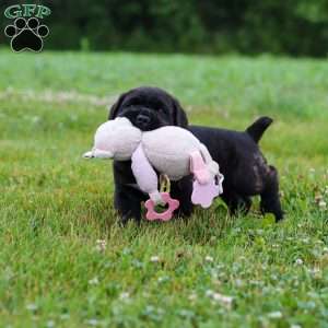 Shadow, Cane Corso Puppy